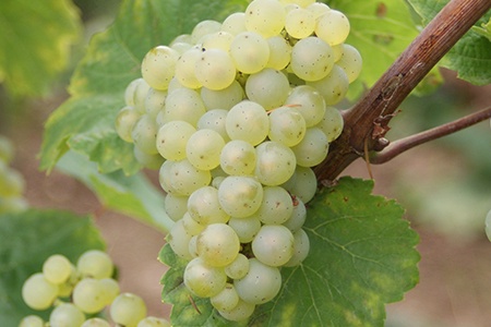 riesling grapes