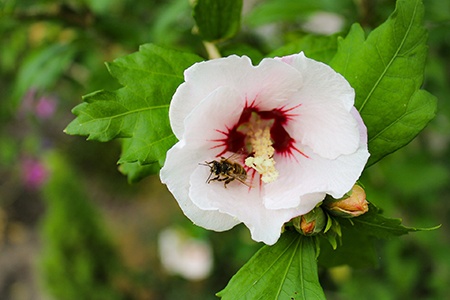 rock hibiscus