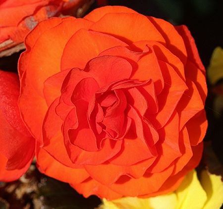 rose begonia
