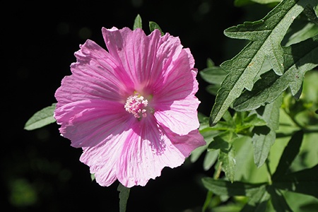 rose mallow