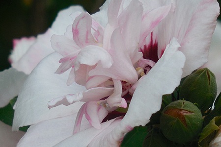 rose of sharon