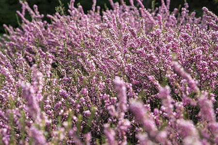 there are different kinds of lavenders, like rosea english lavender, that have a pale pink color on them