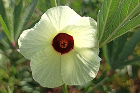 roselle hibiscus