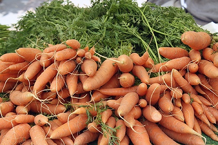 scarlet nantes carrots are the oldest carrot varieties of nantes