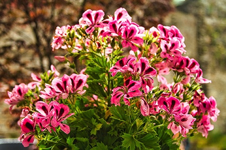 some geranium types like scented-leaf geraniums offer a unique scent