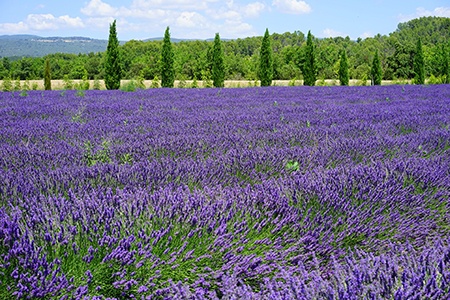 seal lavender