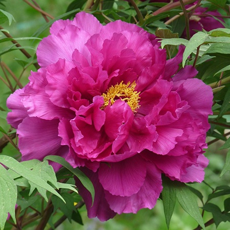 shimadaijin peony