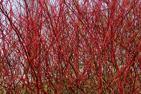 siberian dogwood