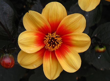 single dahlias are small dahlia varieties, they can grow only up to two inches