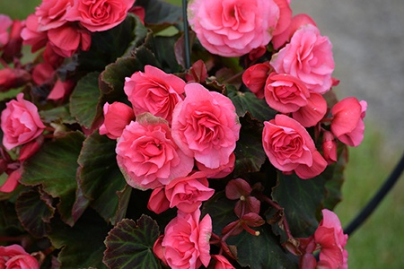 among all different types of begonias, solenia dusty rose begonias have unique heart-shaped leaves, which makes them so romantic