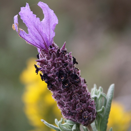 spanish lavender