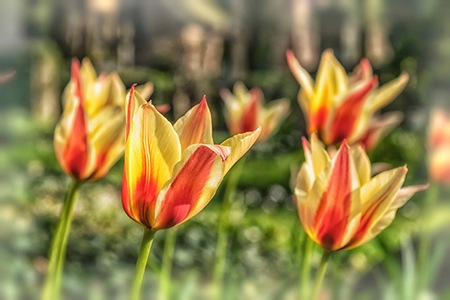 species tulips are the smallest types of tulips all over the world