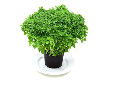 some types of basil like spicy globe basil offers you a strong spicy flavor