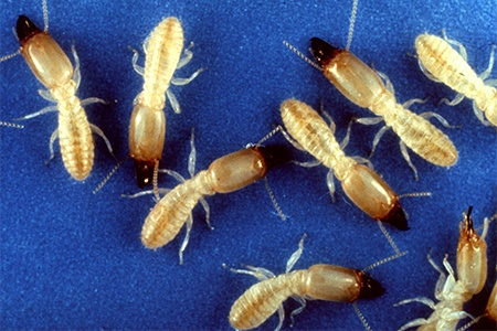 some termite species, like subterranean termites, can work so fast and in silence before you can even notice; be careful