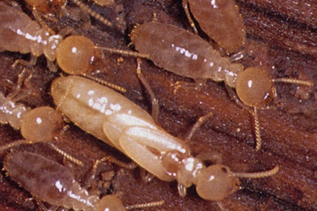 subterranean termites are kinds of termites that can be found during building colonies underground