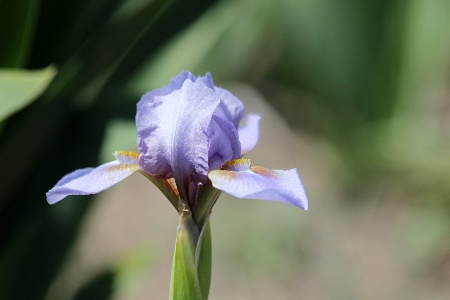 super ego irises