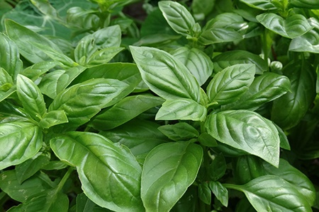sweet basil is the most widespread basil types in the world