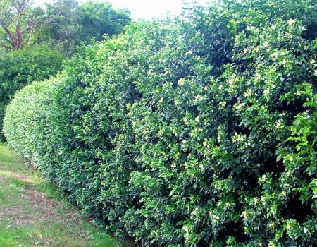 sweet mock orange hedge