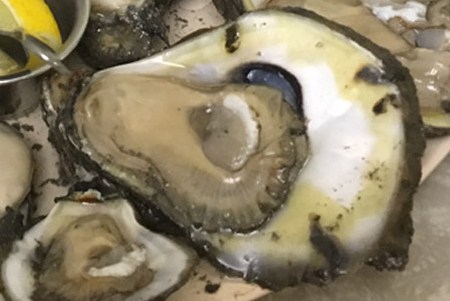 sydney rock oysters