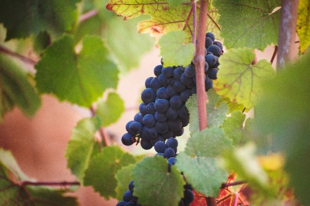 tempranillo grapes