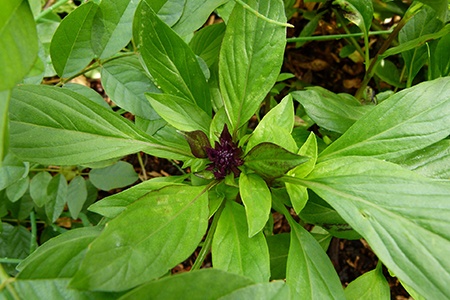 some basil varieties like thai sweet basil gives you a spicy flavor