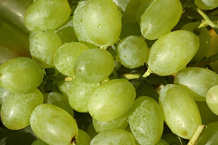 thompson seedless grapes are the most common types of grapes in the US