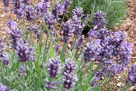 thumbelina leigh english lavender