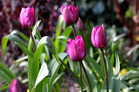 triumph tulips