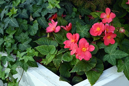 some begonia types cannot stand to cold and if you have tuberous begonia, make sure to keep them indoors