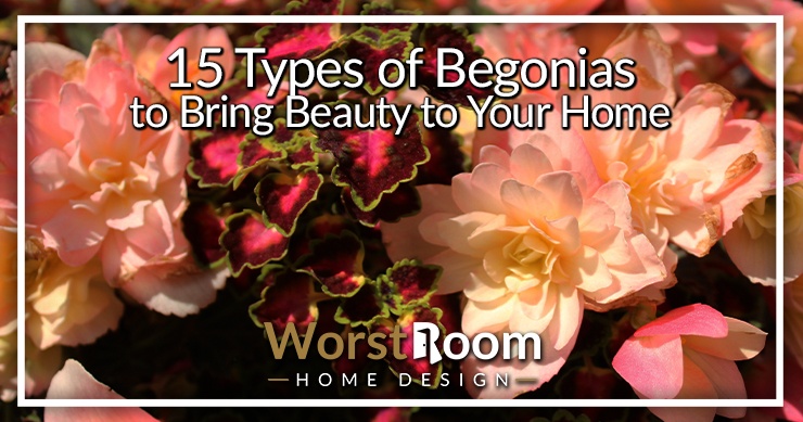 15 Types of Begonias to Bring Beauty to Your Home - Worst Room