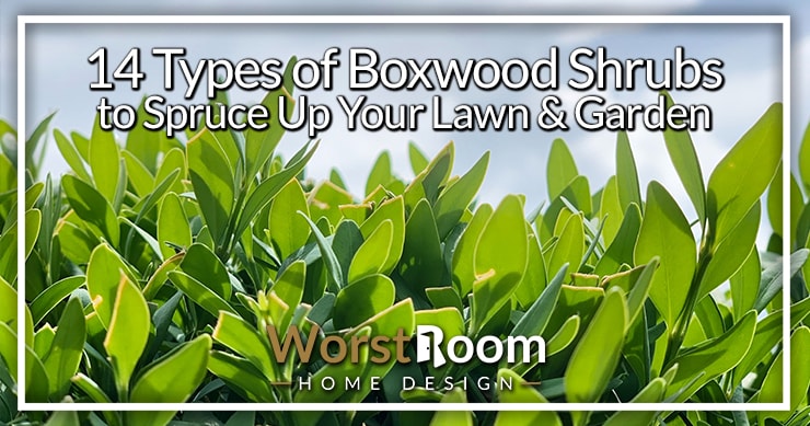 types of boxwood shrubs