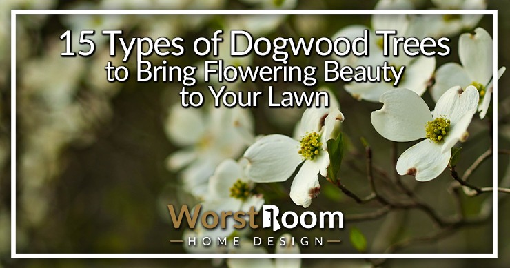 Types on sale of dogwoods