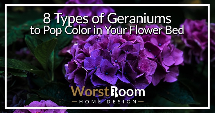 types of geraniums