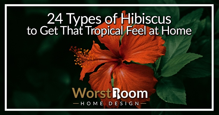types of hibiscus