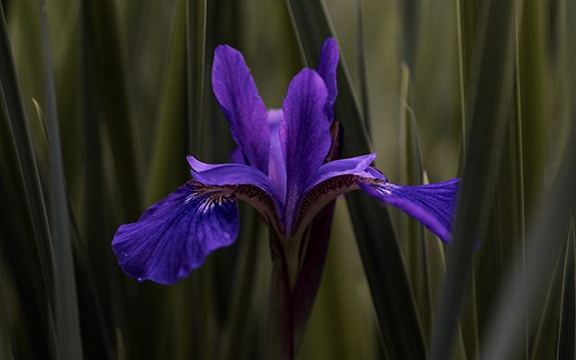 types of irises thumbnail