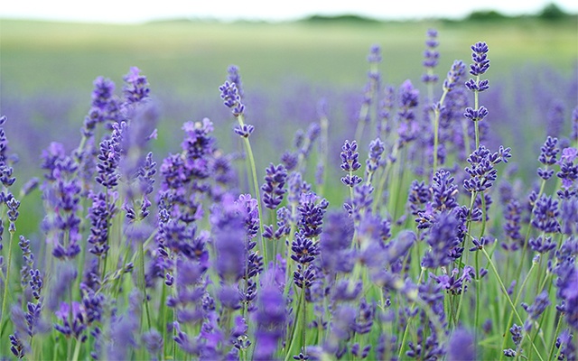 types of lavender thumbnail