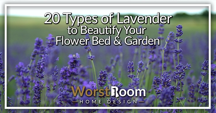 lavender plant types