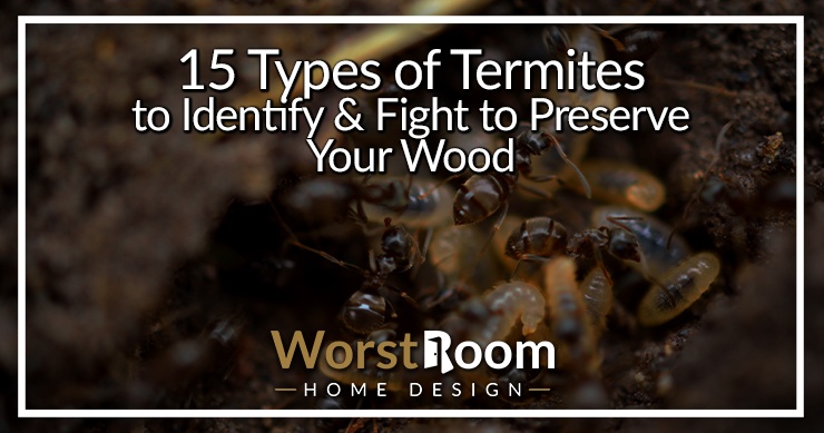 types of termites