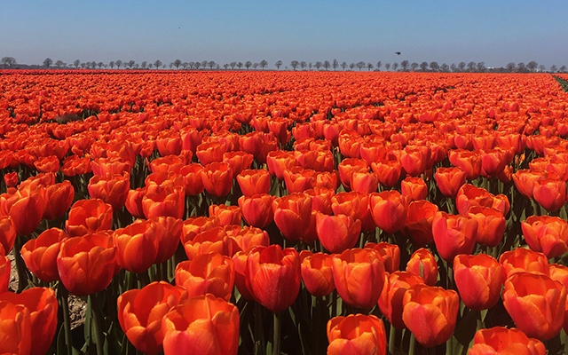 types of tulips thumbnail