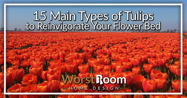 types of tulips