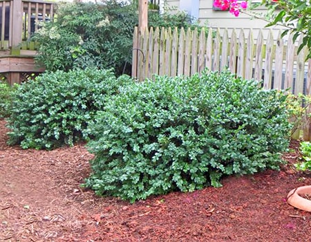 vardar valley boxwood