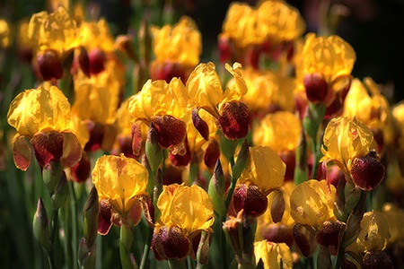 some types of irises, like variegata irises, have yellow and red color on them