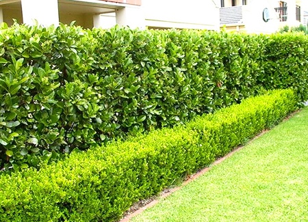 viburnum types of hedgerow grow thick and tall with large leaves