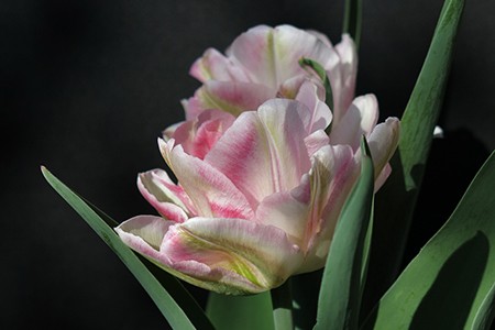viridiflora tulips