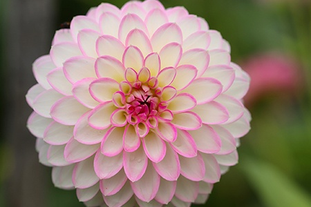 waterlilly dahlias