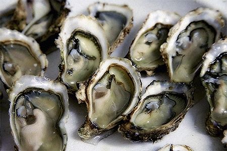 there are different kinds of oysters, like well fleet oysters, that prefer colder waters