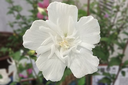 some types of hibiscus, like white chiffons, have one color that dominates whole flower