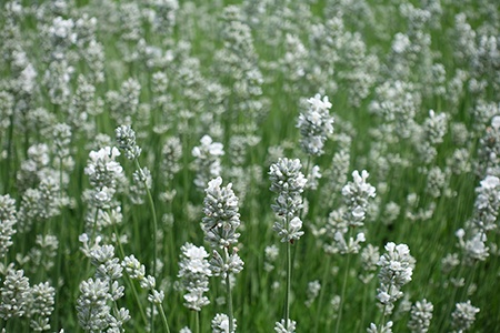 there are different types of lavenders, like white provence lavender, that are actually white