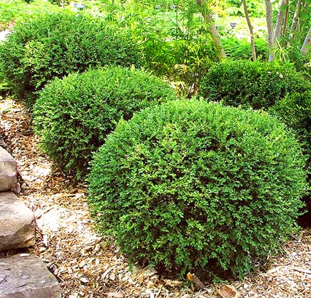 wintergreen types of boxwood shrubs are almost evergreen in that they barely change color in the winter