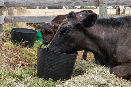livestock buckets